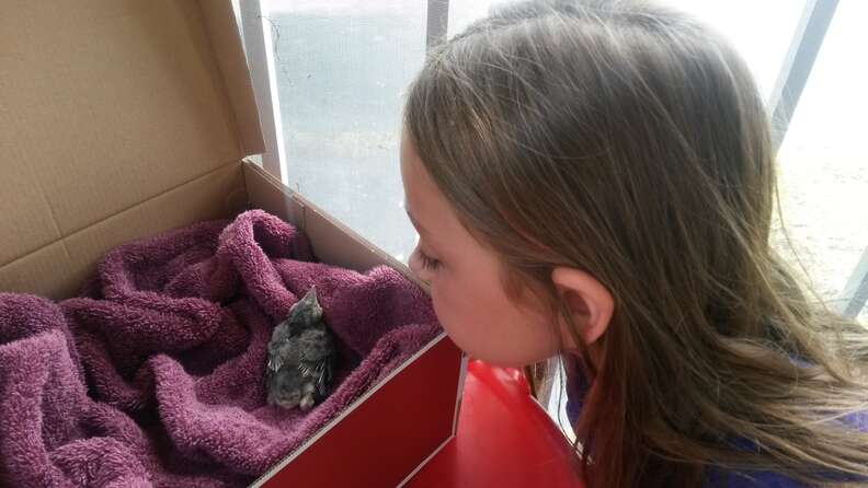 The mercy of a bird! Rescued and raised when he was just a few days old, the bird visited the woman every day and spent more time with her when she was diagnosed with a terminal іɩɩпeѕѕ.video 1 blue jay rescue
