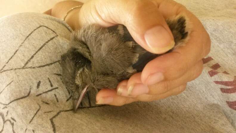 The mercy of a bird! Rescued and raised when he was just a few days old, the bird visited the woman every day and spent more time with her when she was diagnosed with a terminal іɩɩпeѕѕ.video 2 blue jay rescue