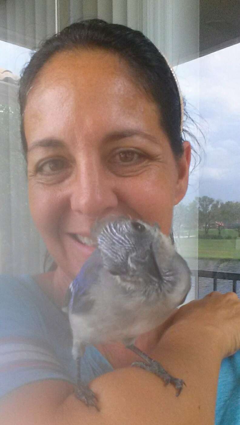 Family Rescues A Baby Blue Jay, board game, Rescued baby blue jay loves  to roll the dice when his family plays board games 💙, By Little But  Fierce by The Dodo