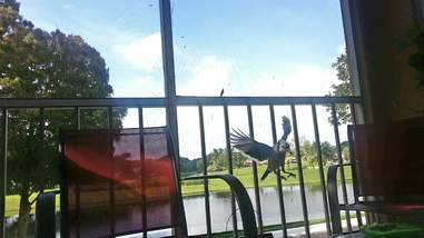 blue jay rescue