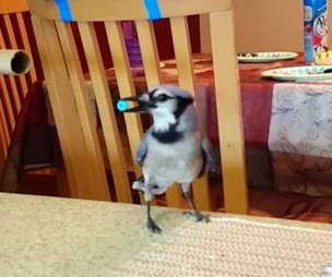 blue jay rescue