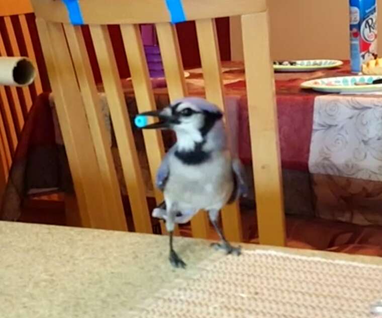The mercy of a bird! Rescued and raised when he was just a few days old, the bird visited the woman every day and spent more time with her when she was diagnosed with a terminal іɩɩпeѕѕ.video 6 blue jay rescue