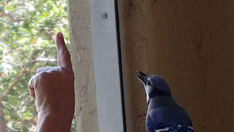 The mercy of a bird! Rescued and raised when he was just a few days old, the bird visited the woman every day and spent more time with her when she was diagnosed with a terminal іɩɩпeѕѕ.video 8 blue jay rescue
