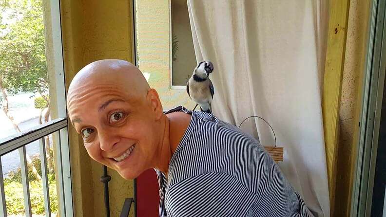 The mercy of a bird! Rescued and raised when he was just a few days old, the bird visited the woman every day and spent more time with her when she was diagnosed with a terminal іɩɩпeѕѕ.video 7 blue jay rescue