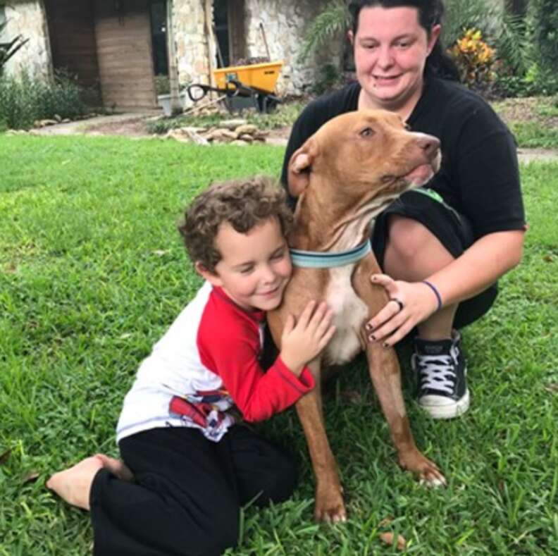pit bulls save kids from snake