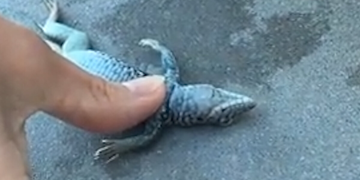 Lizard In Pool Lizard Drowning In Pool Gets Help From Kind Stranger - Videos - The Dodo