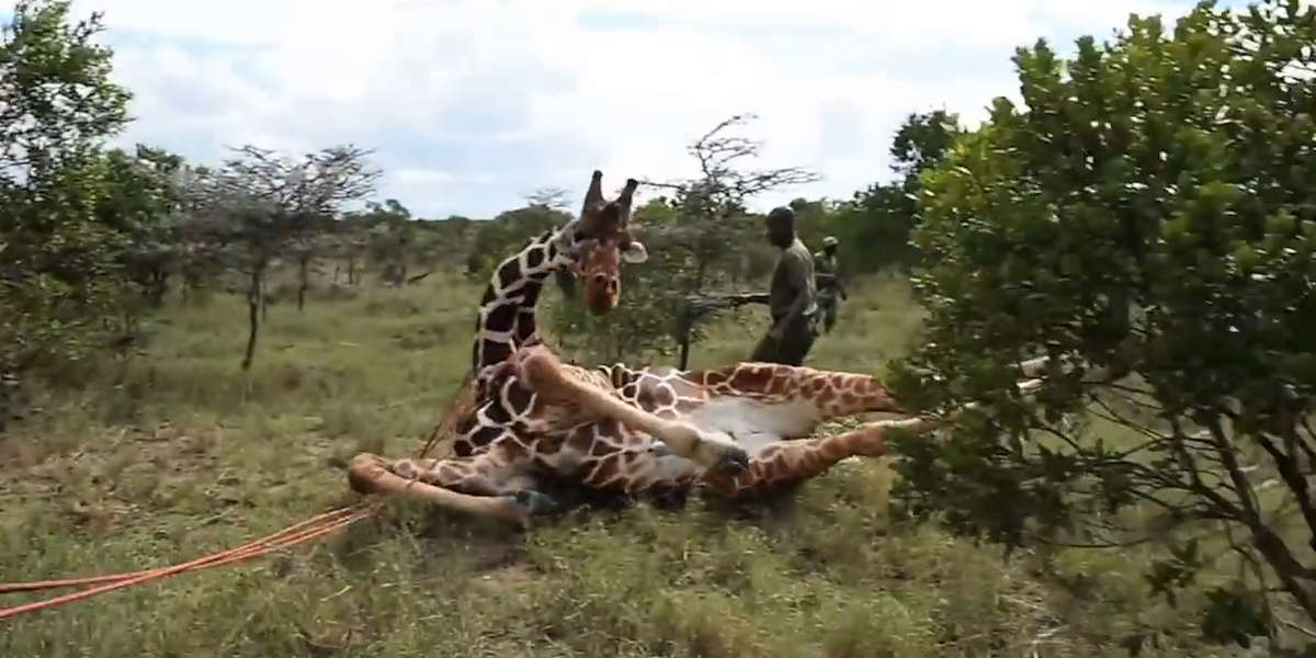 Heroes Put Their Lives On The Line To Save Wild Animals - Videos - The Dodo
