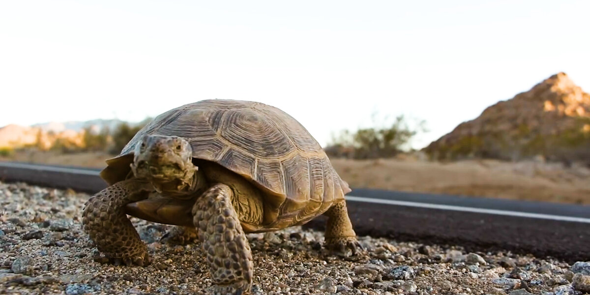 What To Do If You See A Tortoise Crossing The Road - Videos - The Dodo