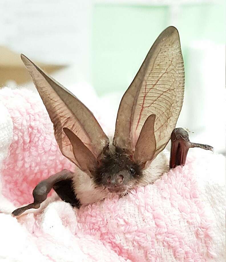 baby bat