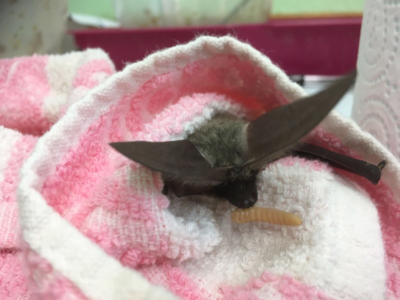 Sick Baby Bat Was Found Just In Time The Dodo
