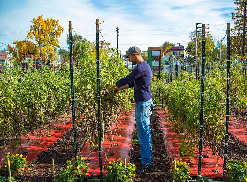 How Urban Farms Are Changing the Way We Eat - Eater