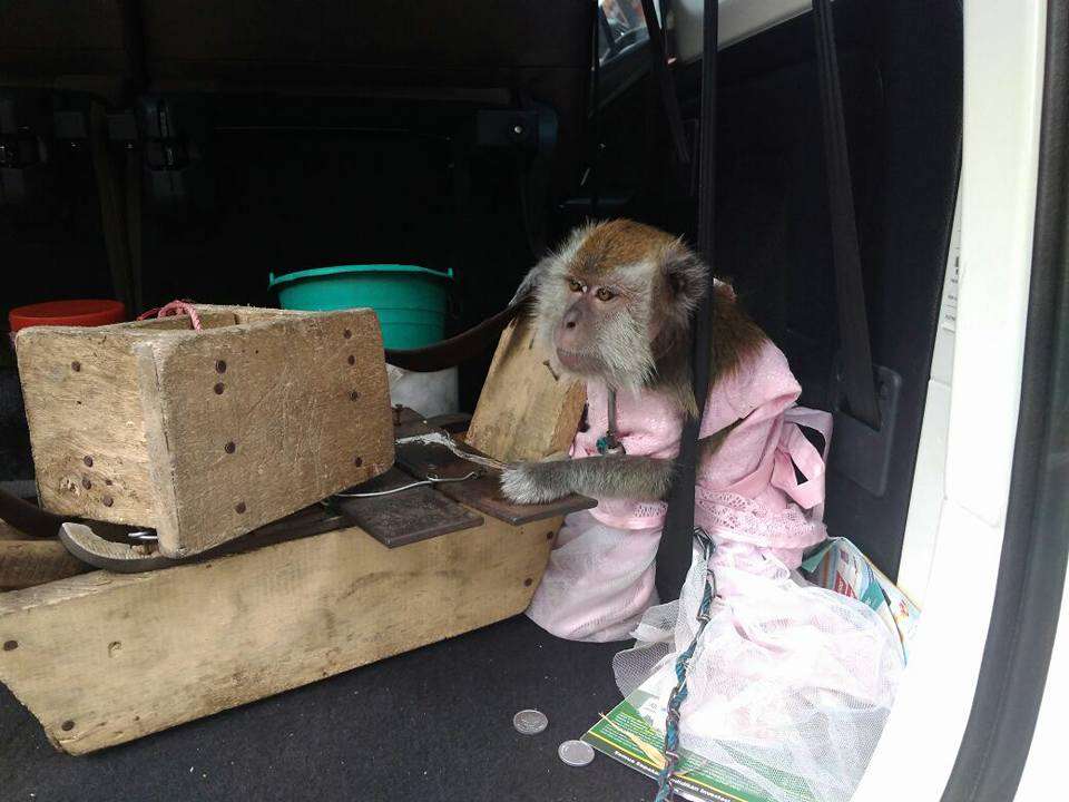 Rescued dancing monkey in car