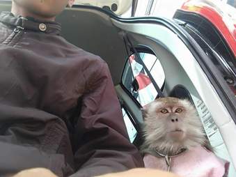 Rescued dancing monkey in car