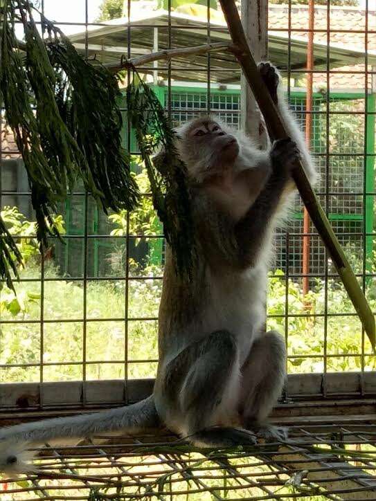 Rescued dancing monkey in enclosure