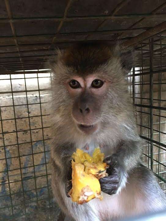 Rescued dancing monkey eating