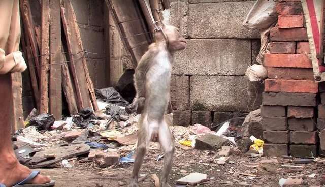 Dancing monkey being cruelly trained