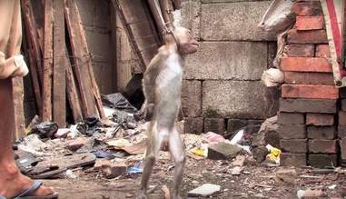 Dancing monkey being cruelly trained