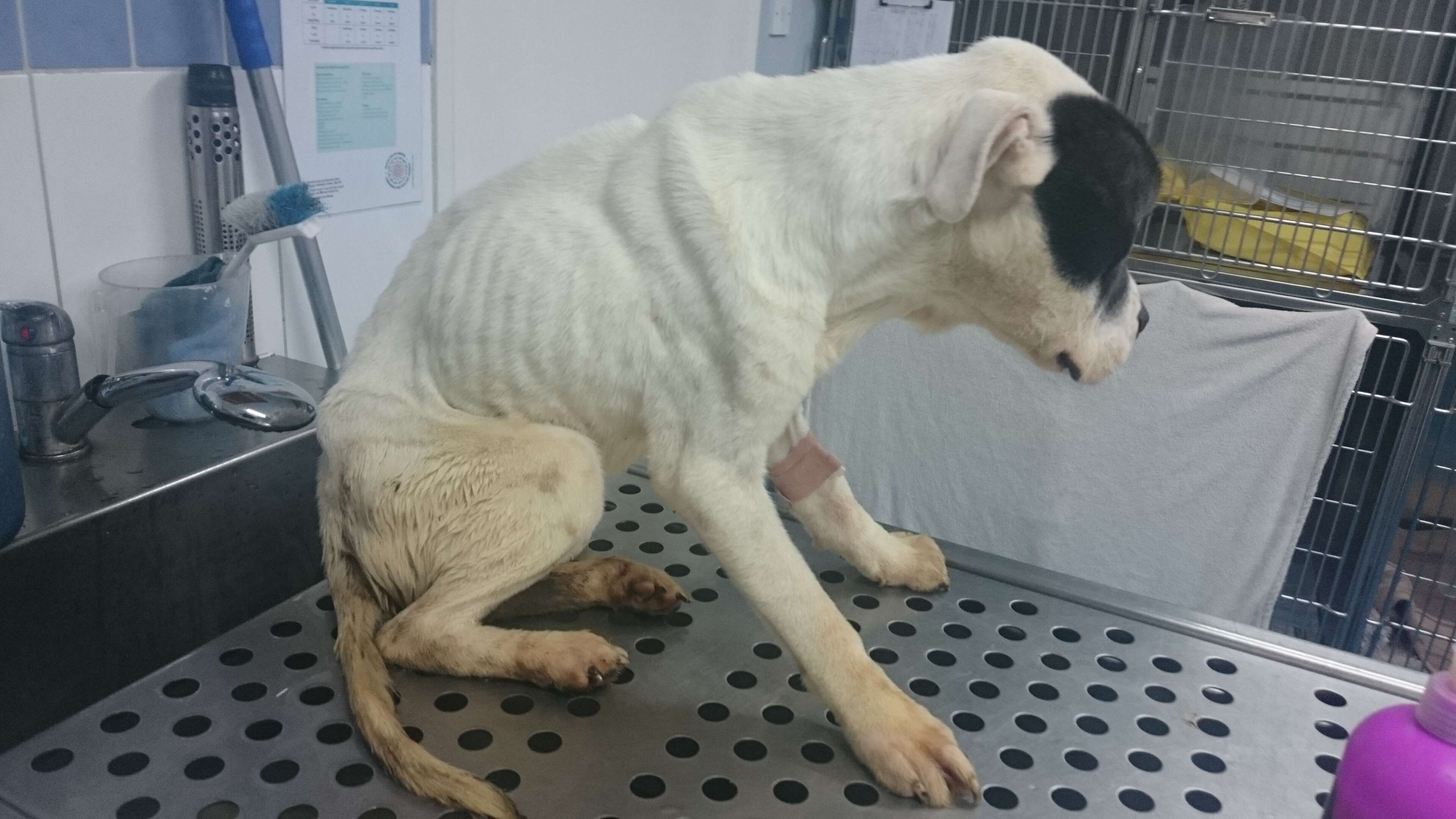 dog eats in a highchair