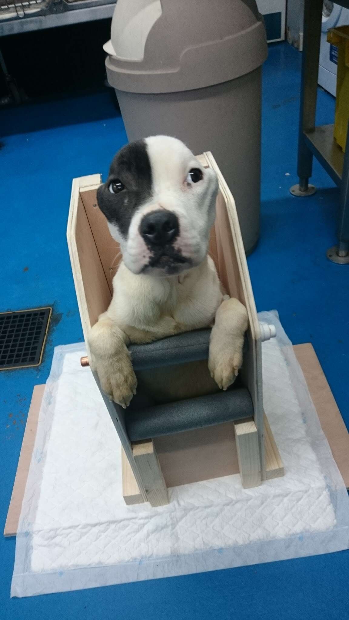 dog eats in a highchair