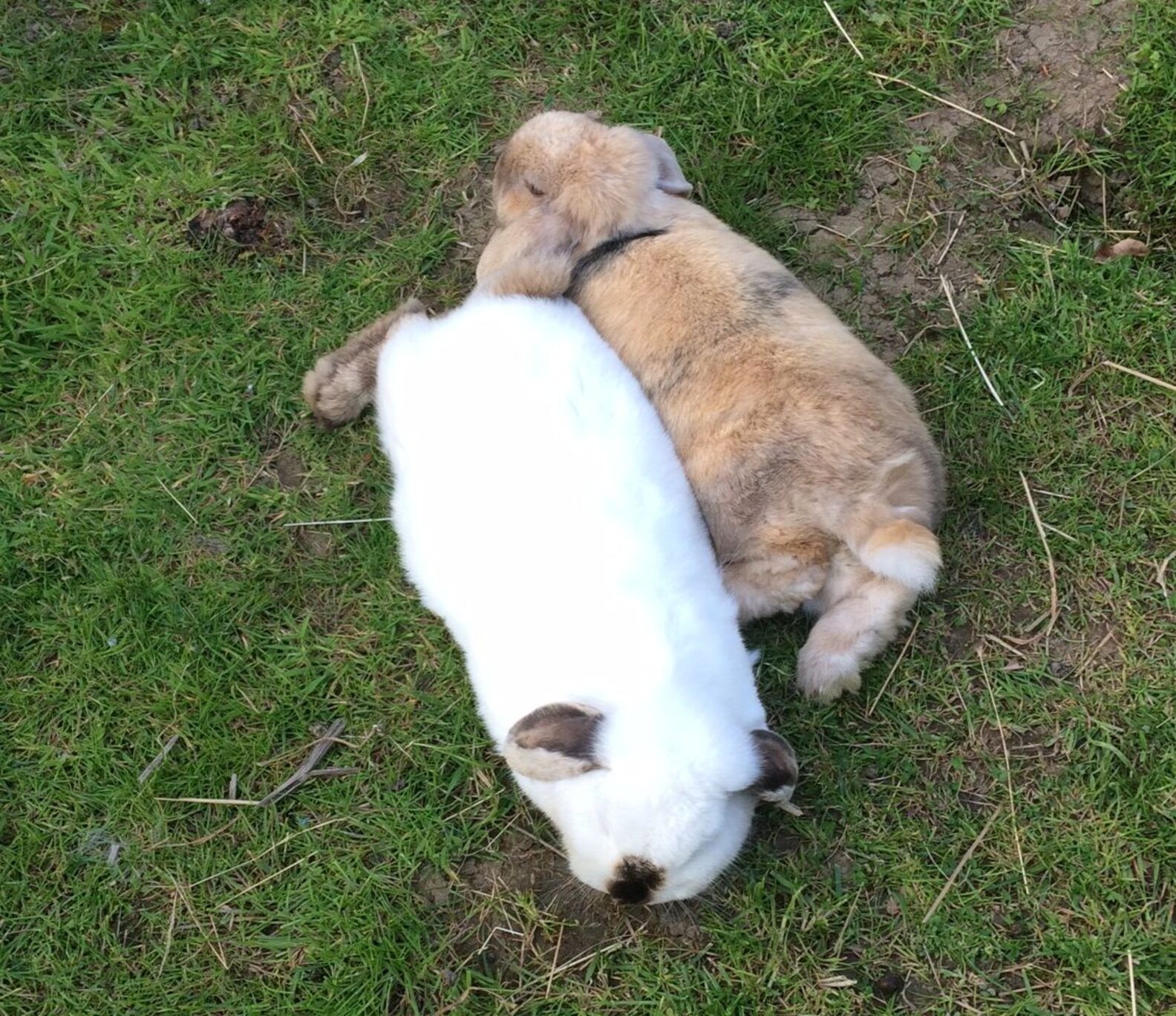 Blind Rabbit Has A Best Friend Who Helps Him Feel Safe The Dodo