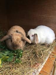 bunny best friends