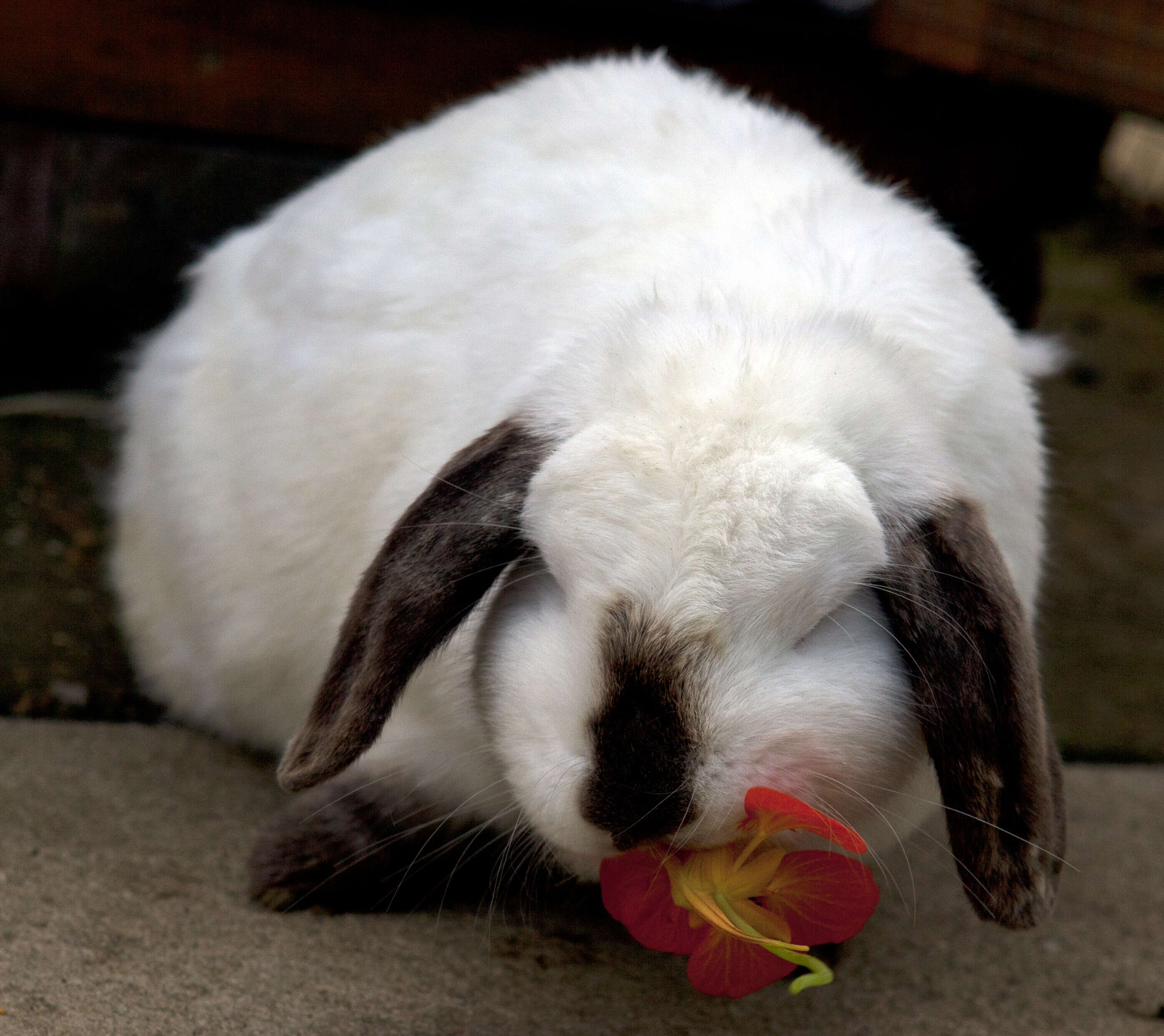 Blinded Rabbit Blind Rabbit Has A Best Friend Who Helps Him Feel Safe - The Dodo