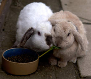 bunny best friends