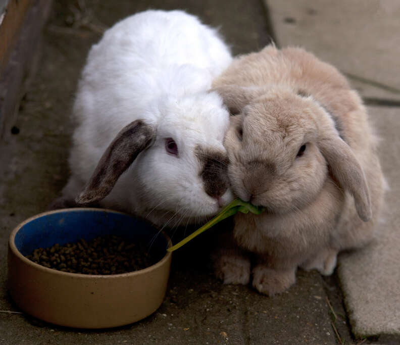 bunny best friends