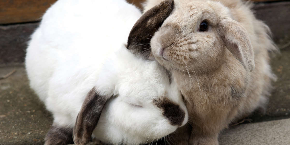 Blind Rabbit Has A Best Friend Who Helps Him Feel Safe - The Dodo