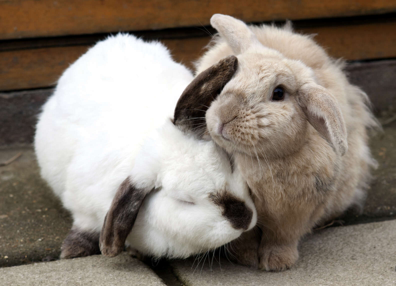 Blind Rabbit Has A Best Friend Who Helps Him Feel Safe - The Dodo