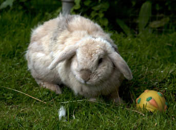 bunny best friends