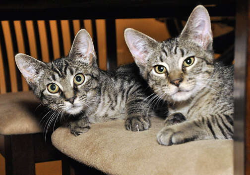 Bonded foster cat siblings