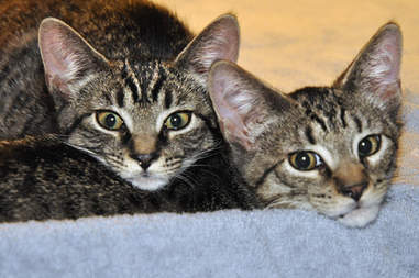 Bonded foster cats who need forever home together
