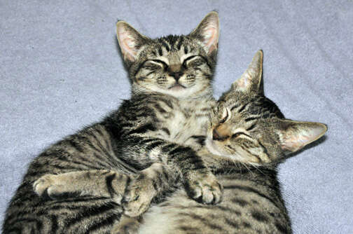 Bonded foster cats snuggle