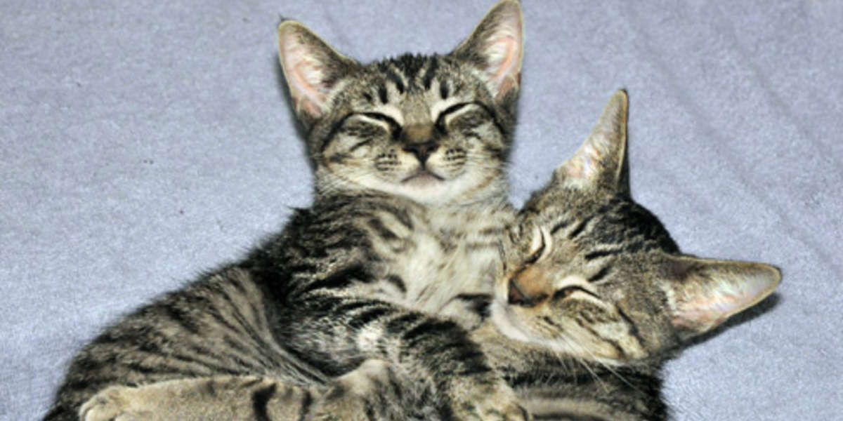 Bonded Cat Siblings Born On The Streets Need A Home Together The Dodo