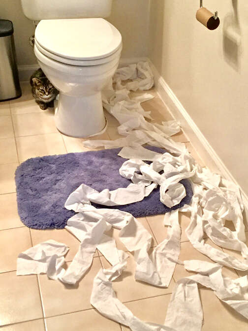 Foster cat destroys toilet paper