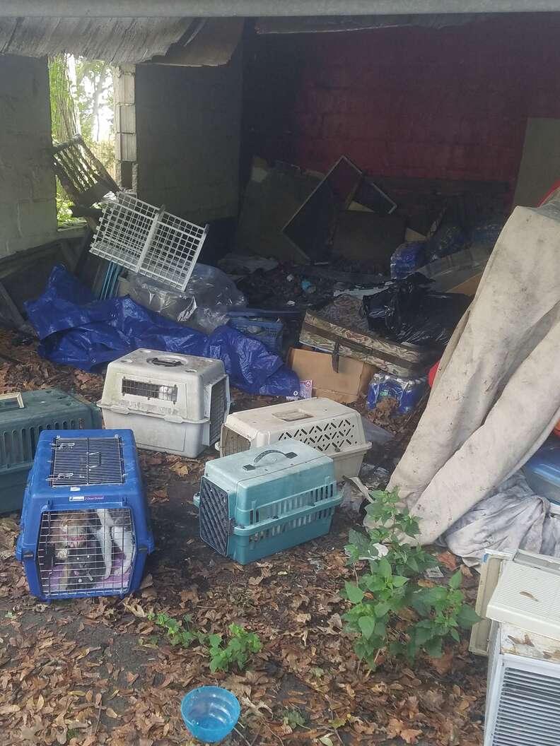 Cats left in crates in empty house