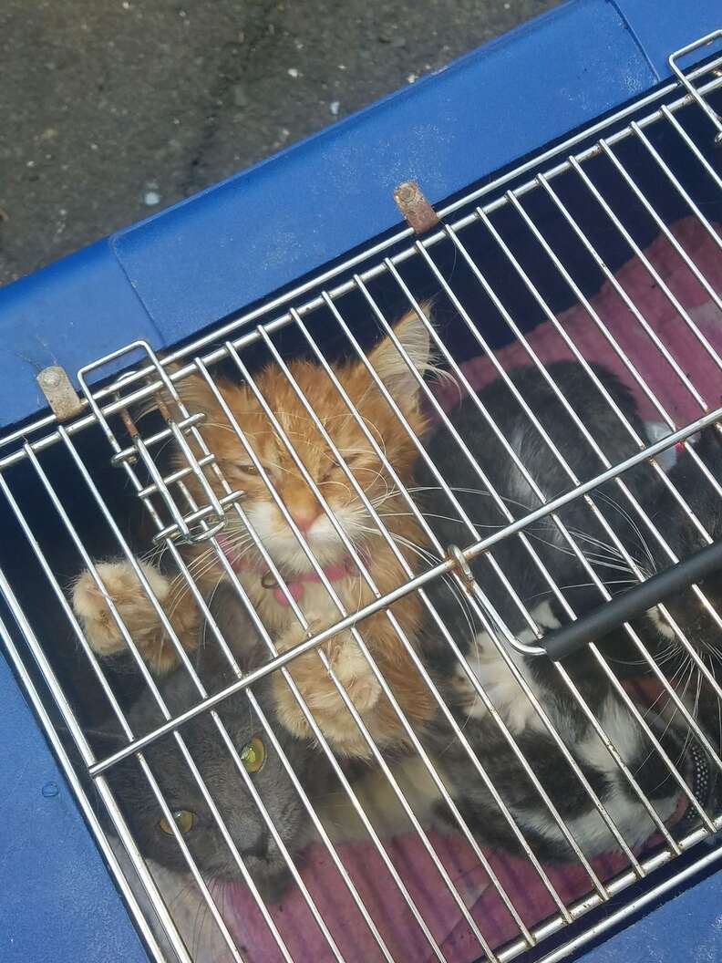 Kittens abandoned in crate