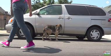 abandoned senior dog