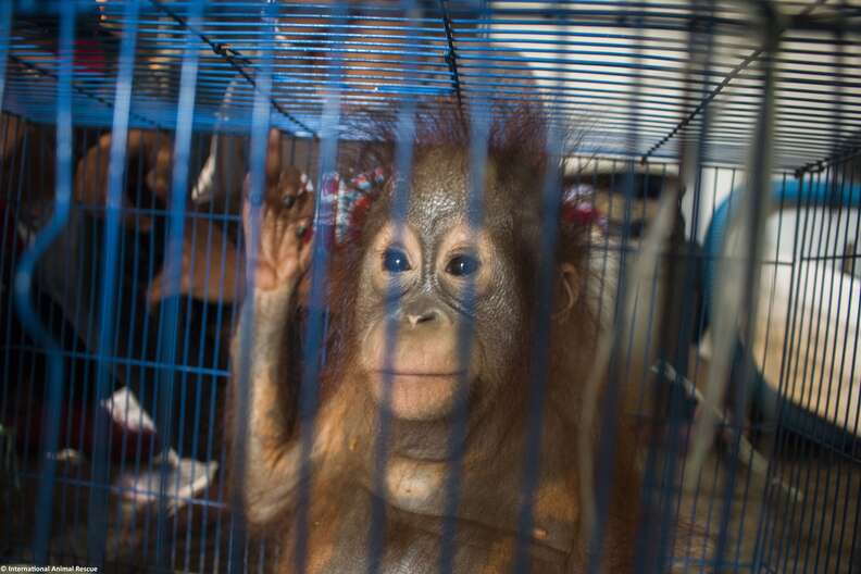 Baby orangutan in cage