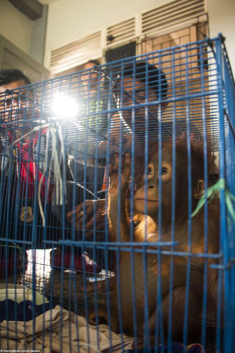 Orangutan baby in cage