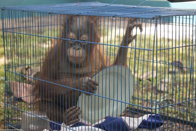 Rescued orangutan in cage