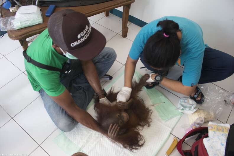 Orangutan getting vet care