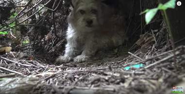 scared homeless dog runs for 7 days