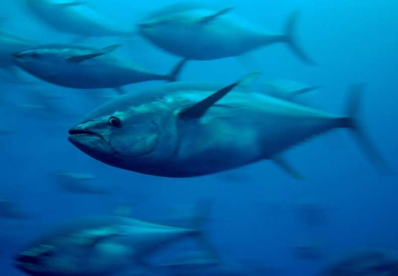 Captive bluefin tuna