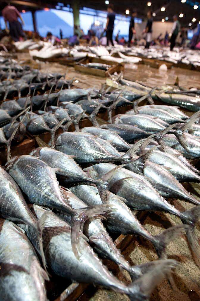 Juvenile bluefin tuna for sale in South Korea