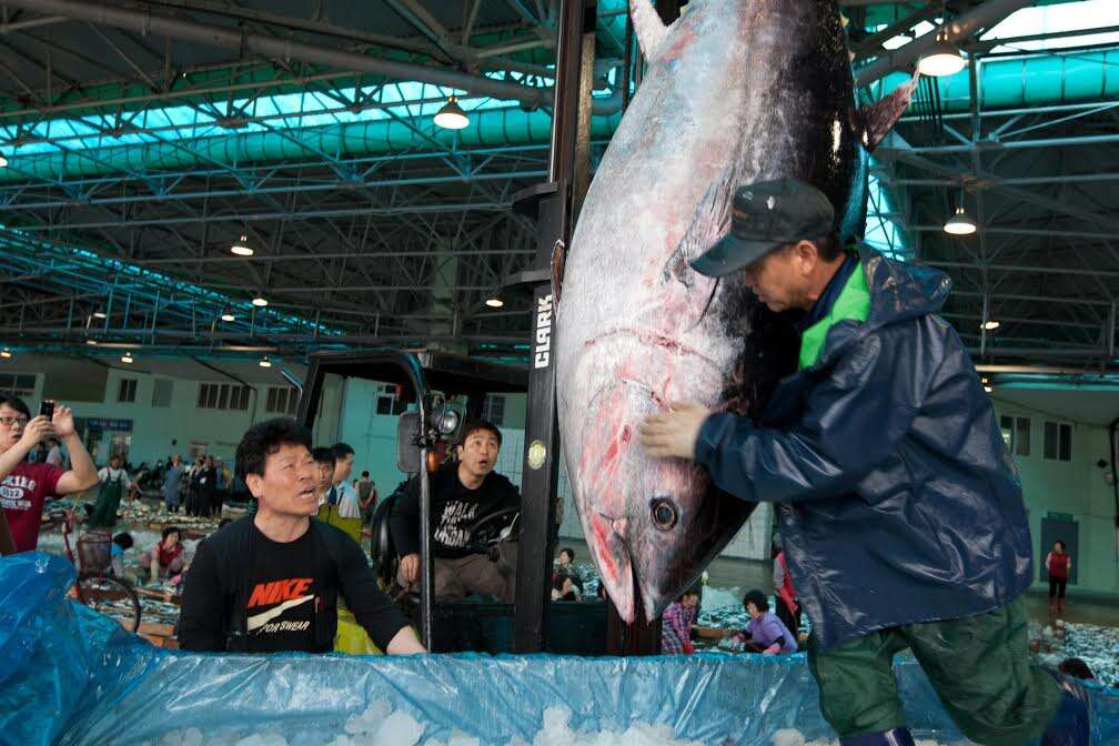A bluefin tuna being sold at a market