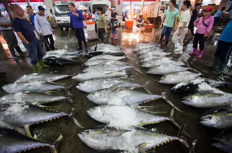 Bluefin tunas at Asian market