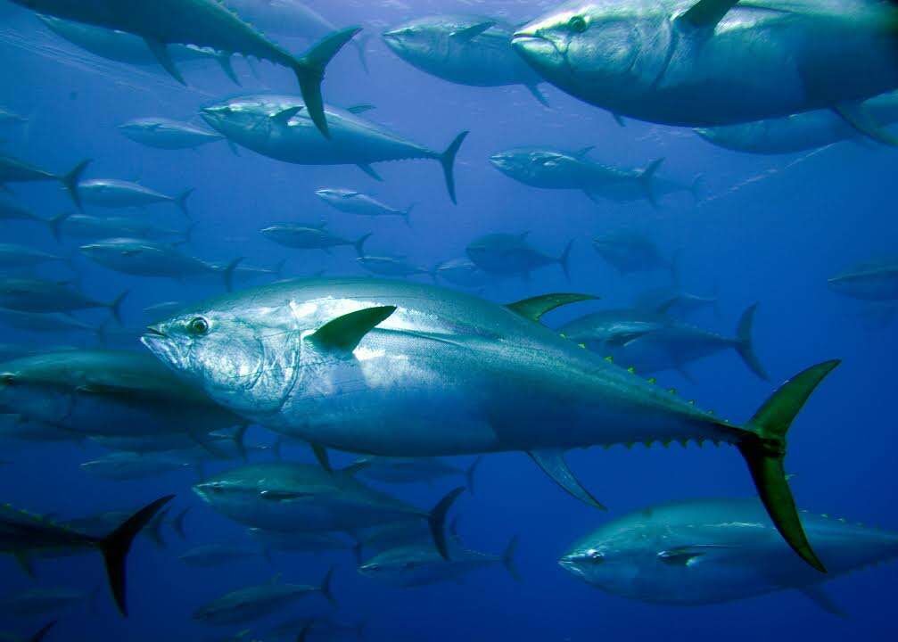 Bluefin tuna inside net