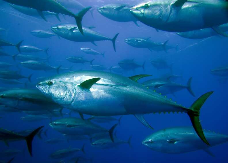 Bluefin Tuna Are Endangered Thanks To Sushi - The Dodo